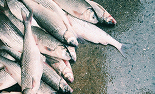 Pisciculture